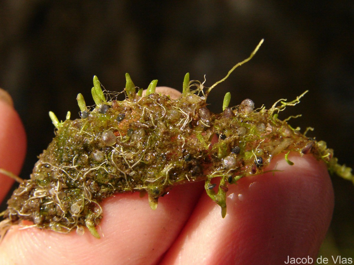 Utricularia graminifolia Vahl